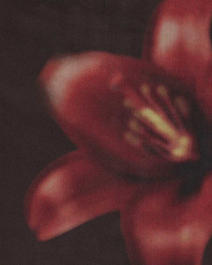 Petite Brown Mesh Floral Print Top