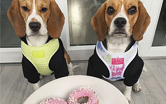 How to make Homemade dog treats