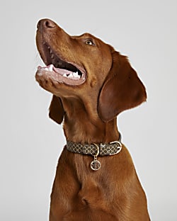 Brown RI Dog faux leather monogram collar