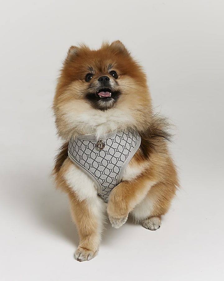 Grey RI Dog monogram print harness