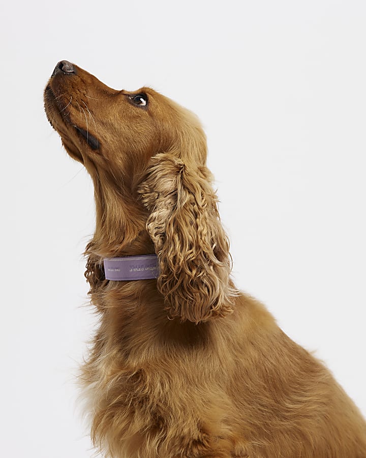 Purple RI dog webbing collar